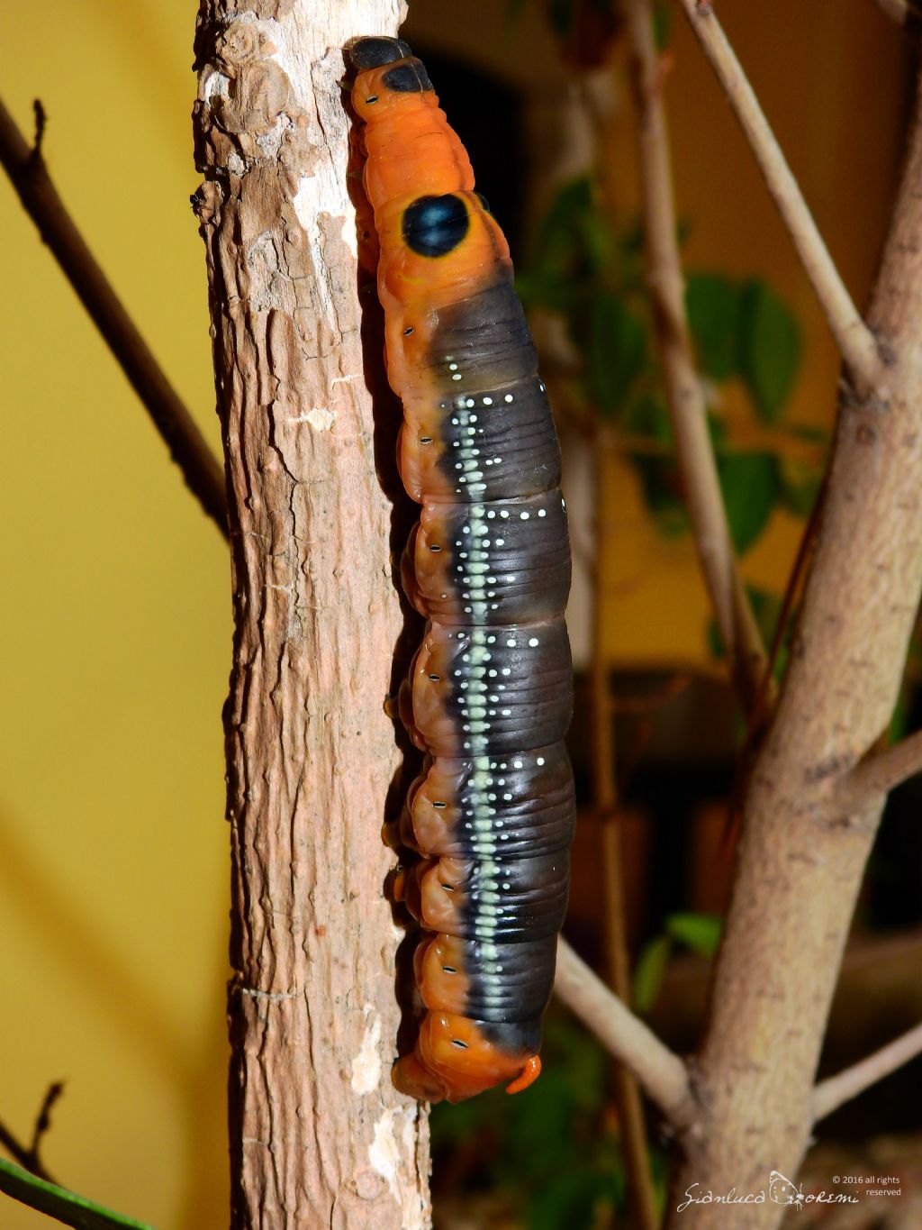 Dopo due anni � tornata - Daphnis nerii, Spinghidae